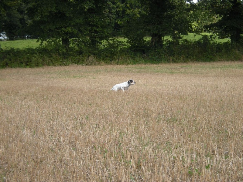 chiots de gernika* dimezel