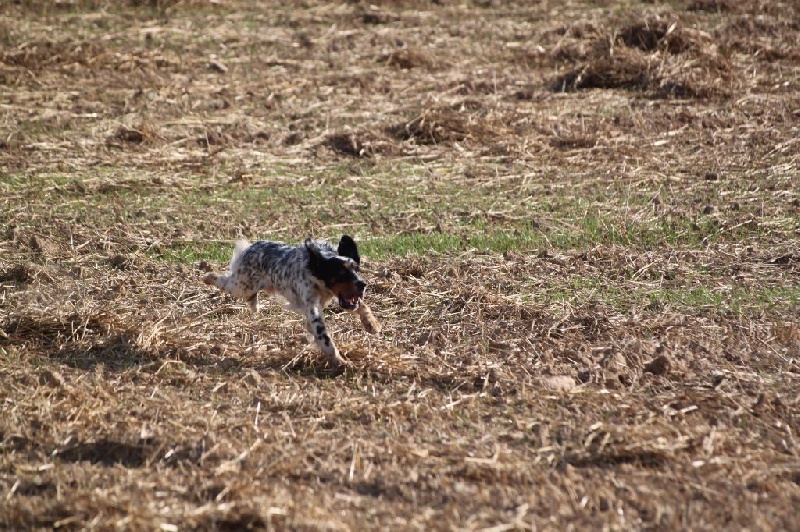 Field d'été